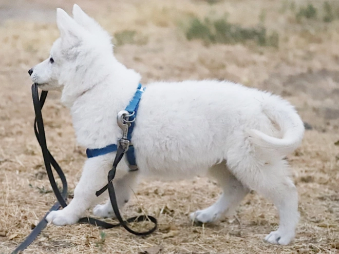 White Swiss Shepherd Dog puppy for sale