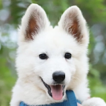 Lola, white Pastor Blanco Suizo en venta