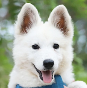 White Swiss Shepherd Dog puppy for sale