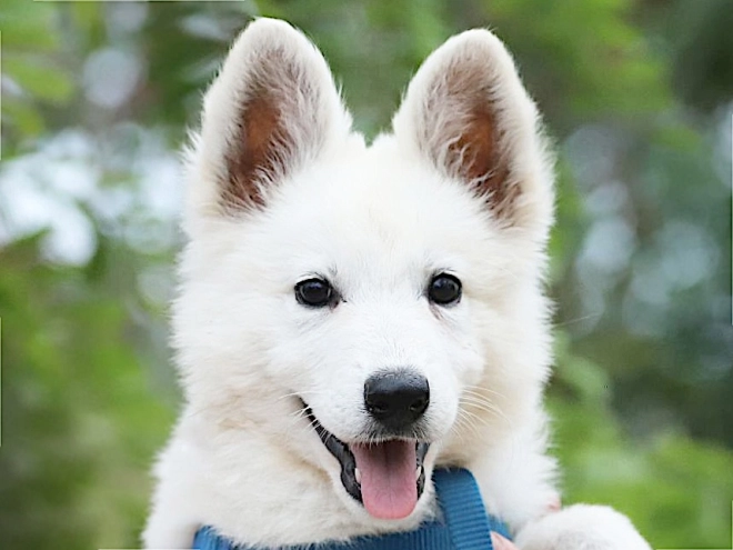 White Swiss Shepherd Dog puppy for sale