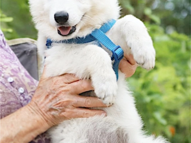 White Swiss Shepherd Dog puppy for sale