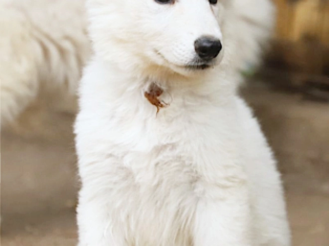 White Swiss Shepherd Dog puppy for sale