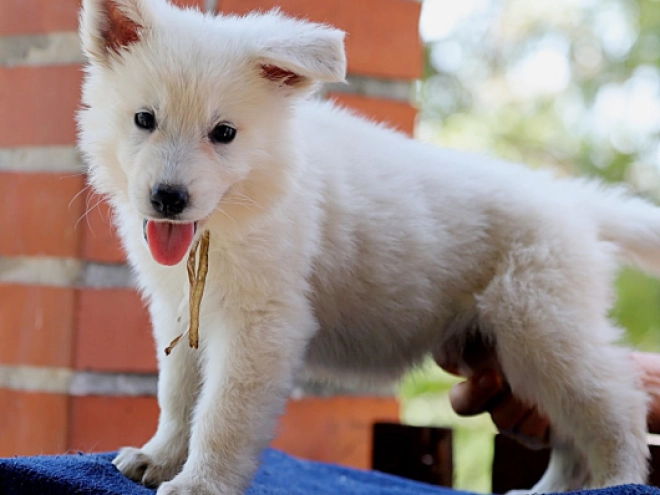 White Swiss Shepherd Dog puppy for sale