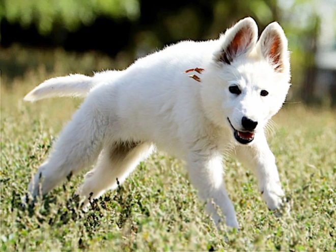 White Swiss Shepherd Dog puppy for sale