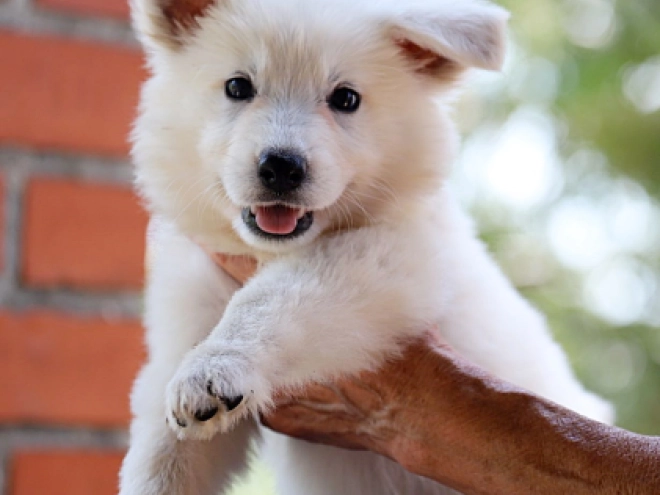 White Swiss Shepherd Dog puppy for sale