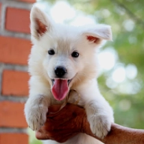 Lola, white White Swiss Shepherd Dog for sale
