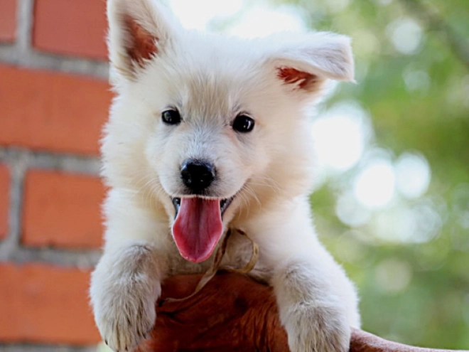 White Swiss Shepherd Dog puppy for sale