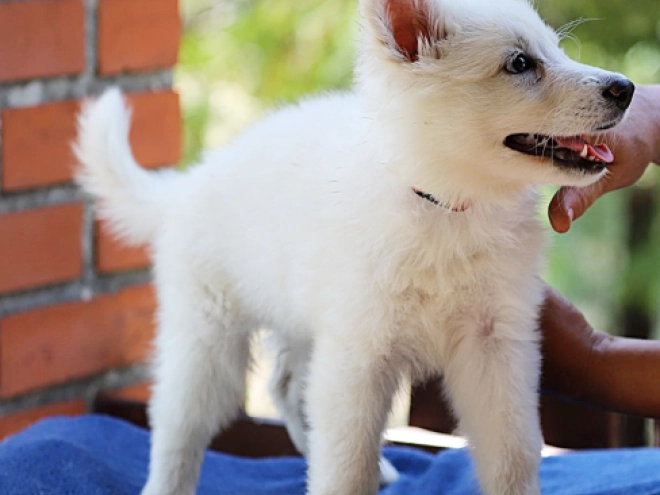 White Swiss Shepherd Dog puppy for sale