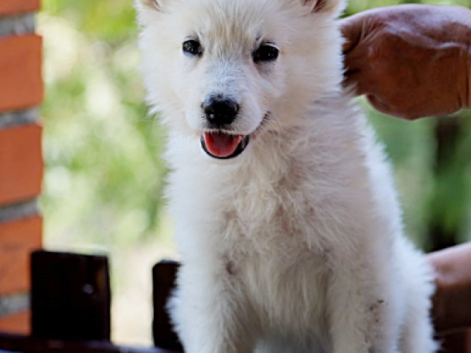 White Swiss Shepherd Dog puppy for sale