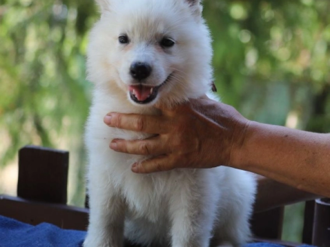 White Swiss Shepherd Dog puppy for sale