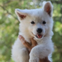 Nikki, white Pastor Blanco Suizo en venta