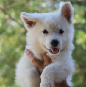 White Swiss Shepherd Dog puppy for sale