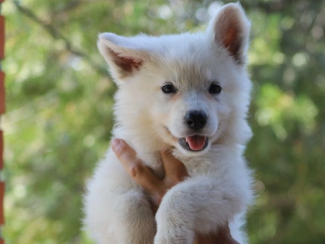 White Swiss Shepherd Dog puppy for sale