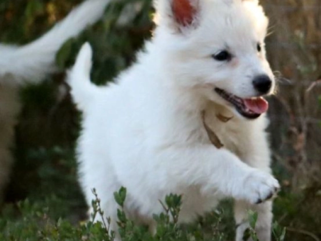 White Swiss Shepherd Dog puppy for sale