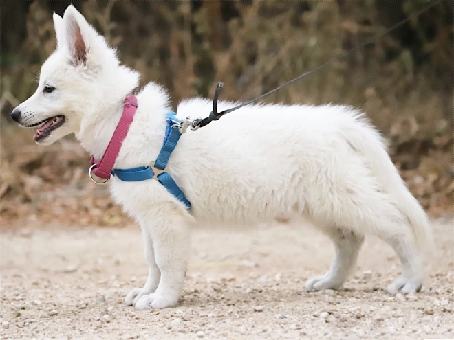 White Swiss Shepherd Dog puppy for sale