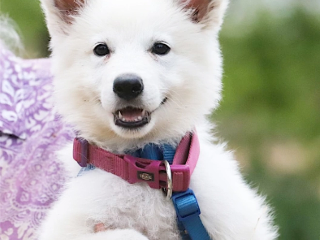 White Swiss Shepherd Dog puppy for sale