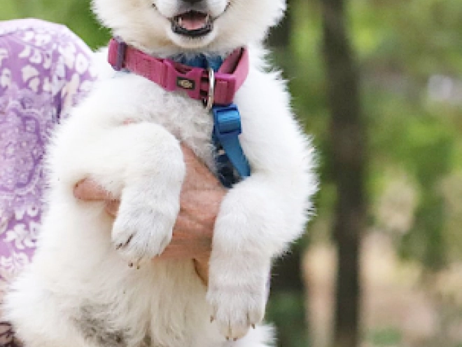 White Swiss Shepherd Dog puppy for sale
