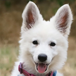White Swiss Shepherd Dog puppy for sale