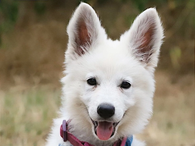 White Swiss Shepherd Dog puppy for sale