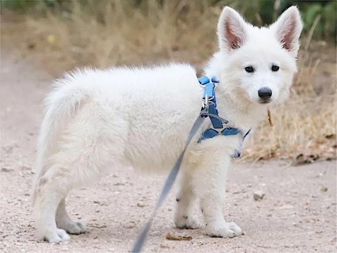Berger Blanc Suisse Welpe kaufen