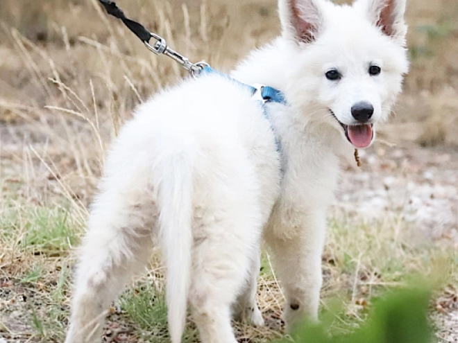 Berger Blanc Suisse Welpe kaufen