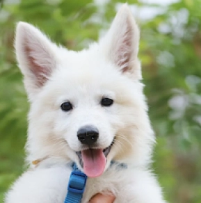 White Swiss Shepherd Dog puppy for sale