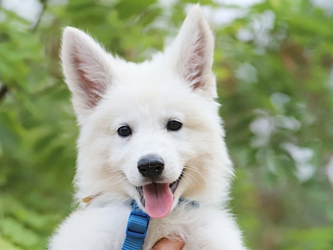 Berger Blanc Suisse Welpe kaufen