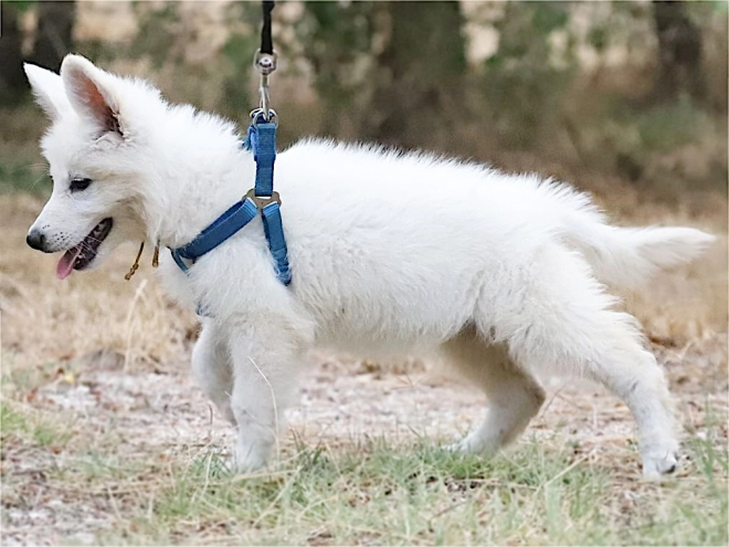 Berger Blanc Suisse Welpe kaufen