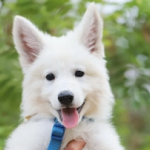 Shelby, white Berger Blanc Suisse Welpen kaufen