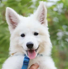 Berger Blanc Suisse Welpe kaufen