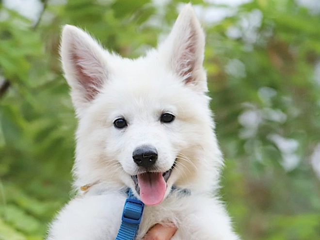 Berger Blanc Suisse Welpe kaufen