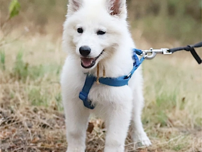 Berger Blanc Suisse Welpe kaufen