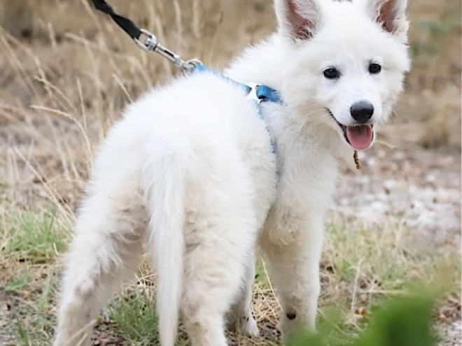 Berger Blanc Suisse Welpe kaufen