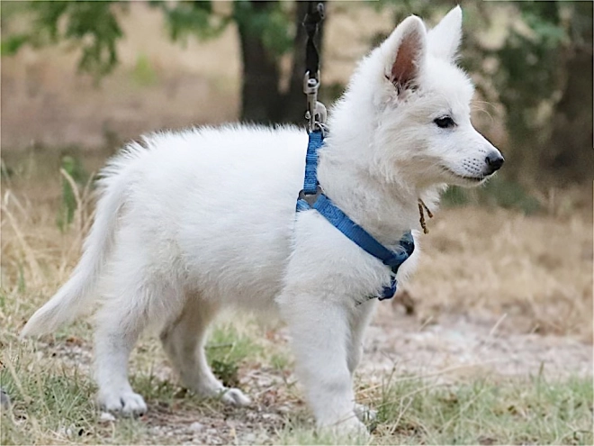 Berger Blanc Suisse Welpe kaufen