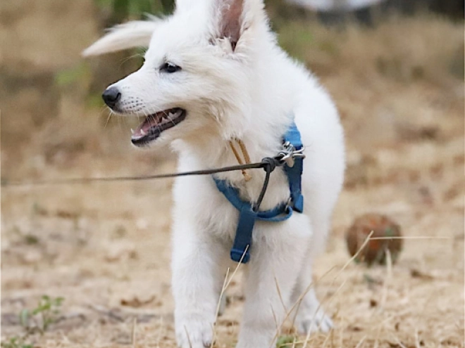 Berger Blanc Suisse Welpe kaufen