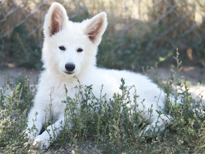 Berger Blanc Suisse Welpe kaufen
