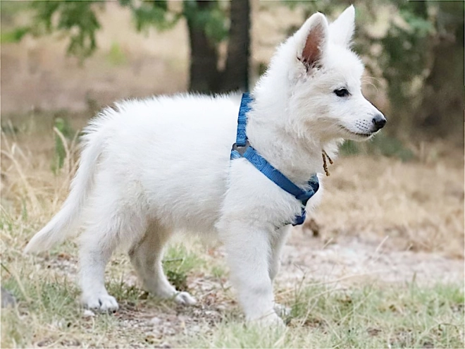 Berger Blanc Suisse Welpe kaufen