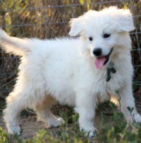 White Swiss Shepherd Dog puppy for sale