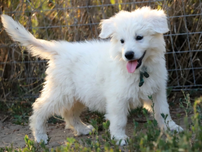 White Swiss Shepherd Dog puppy for sale