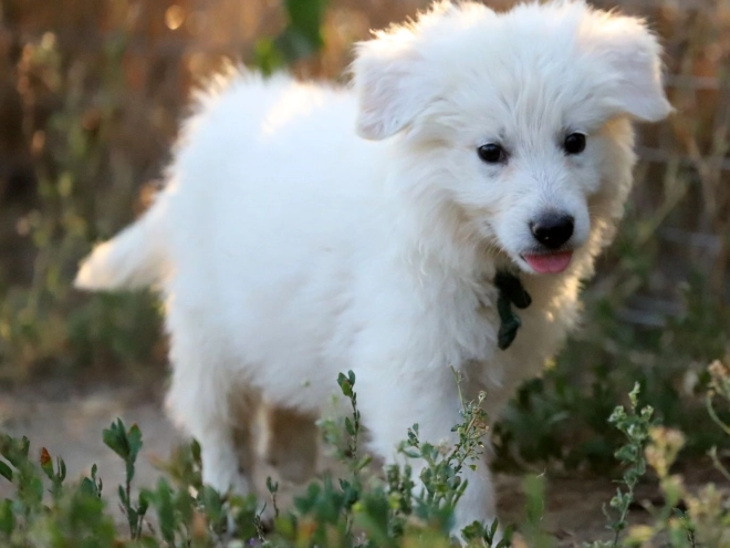 White Swiss Shepherd Dog puppy for sale