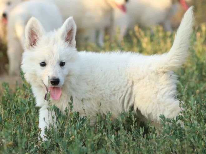 White Swiss Shepherd Dog puppy for sale