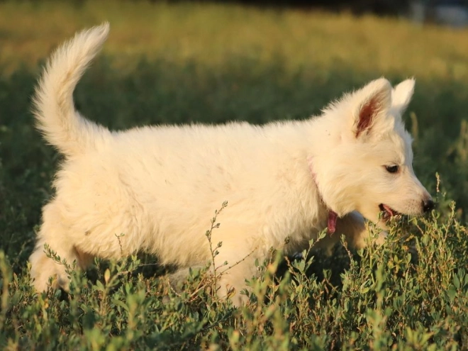 White Swiss Shepherd Dog puppy for sale