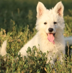 White Swiss Shepherd Dog puppy for sale