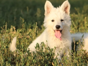 White Swiss Shepherd Dog puppy for sale