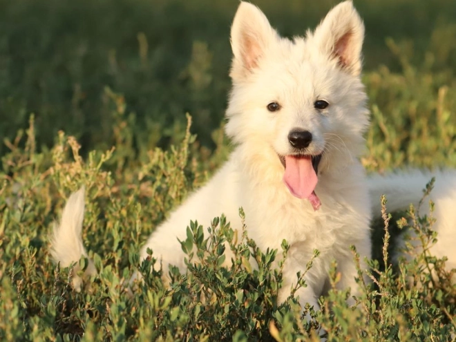 White Swiss Shepherd Dog puppy for sale