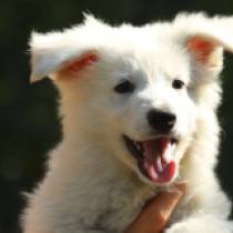 Wild Thing, white Pastor Blanco Suizo en venta