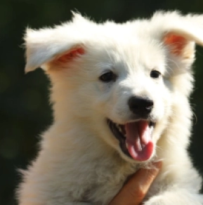 White Swiss Shepherd Dog puppy for sale