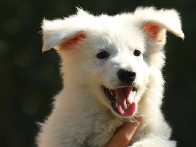 White Swiss Shepherd Dog puppy for sale
