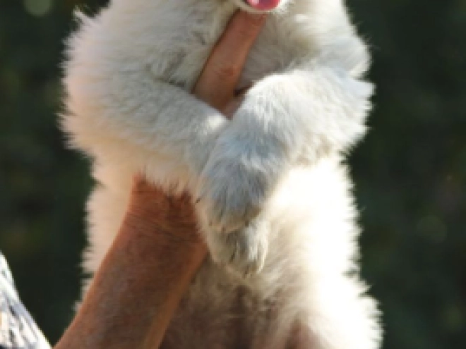 White Swiss Shepherd Dog puppy for sale