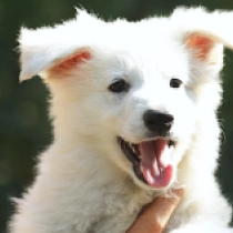 Wild Thing, white Pastor Blanco Suizo en venta